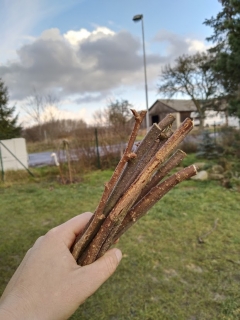 Větvičky neošetřené nastříhané